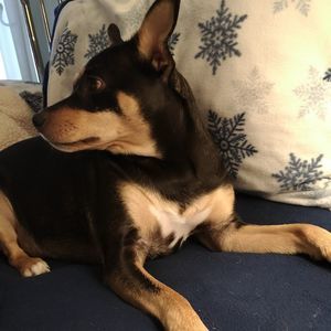 Meet your Posher, Connie